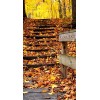 Fall Background - Sfondo - 