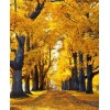Fall Background - Tła - 