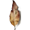 Fall Leaf - Ilustracije - 