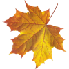 Fall Leaf - Articoli - 