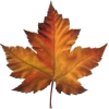 Fall Leaf - Objectos - 