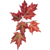 Fall Leaves - Ilustracije - 