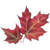 Fall Leaves - Ilustracije - 