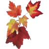 Fall Leaves - Illustrations - 