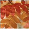 Fall Leaves - Items - 