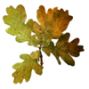 Fall Leaves - Plants - 
