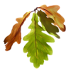 Fall Leaves - 植物 - 