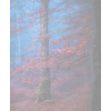 Fall Transparent background - Narava - 