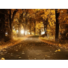 Fall - Natureza - 