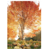 Fall - Nature - 