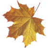 Fall leaves - Ilustrationen - 