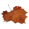 Fall leaves - Ilustracije - 