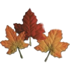 Fall leaves - Ilustracje - 