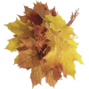 Fall leaves - 插图 - 