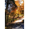 Fall photo - Uncategorized - 