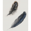 Feather - Ilustracje - 