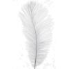 Feather - Illustrations - 