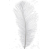 Feather - 插图 - 