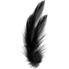 Feather - Illustrazioni - 