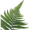 Fern - Rośliny - 