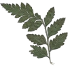 Fern - Rośliny - 