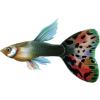 Fish - Priroda - 