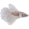 Fish - Narava - 