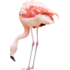 Flamingo - 動物 - 