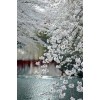 Floral Background - フォトアルバム - 