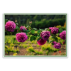 Floral photo - Plants - 