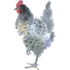 Floramoon Rooster - Životinje - 