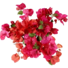 Flores - Rastline - 