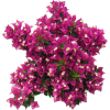 Flores - Biljke - 