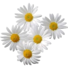 Flores - Piante - 
