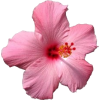 Flores - Biljke - 