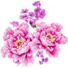 Flower Watercolor - Rascunhos - 