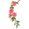 Flower border - Pflanzen - 