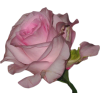 Flower2.png - Animales - 
