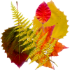 Autumn leafs - Ilustracje - 