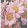 Flower Background - Resto - 