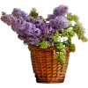 Flower Basket - Plants - 