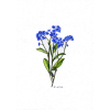 Flower Blue - Plantas - 
