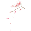 Flower Cherry Blossom Petals - Ilustrationen - 