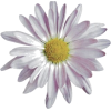 Flower  Daisy - Иллюстрации - 