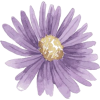 Flower  Daisy - Иллюстрации - 
