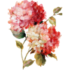 Flower Hydrangea pink - Rośliny - 
