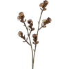 Flower Leaf - Rastline - 