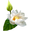 Flower Leaf - Plantas - 