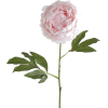 Flower Peonie - Растения - 