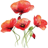 Flower Poppy - Rastline - 